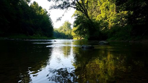 Scenic view of river amidst trees in forest