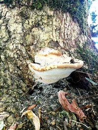 Close-up of fungus growing on tree trunk