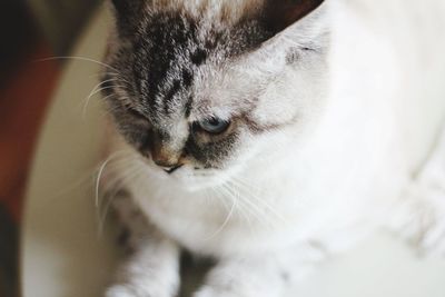 British shorthaired cat 