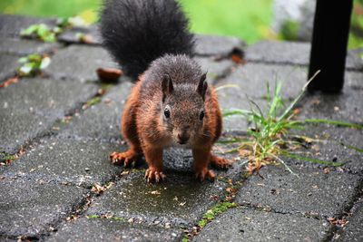 Portrait of squirrel on footpath