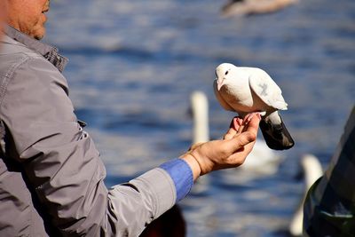 Low angle view of seagull holding sea shore