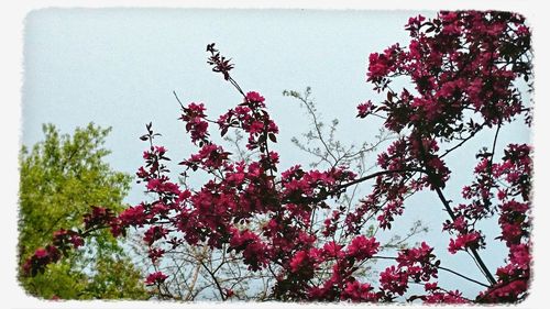 Low angle view of pink flowers