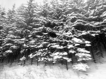 Trees in snow covered forest