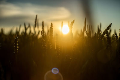 Close-up of plant at sunset