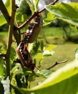 Close-up of insect on plant