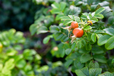 Close-up of fruits on tree