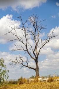 Low angle view of bare trees on field against sky