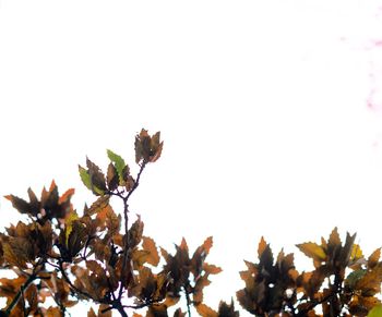 Low angle view of leaves against clear sky