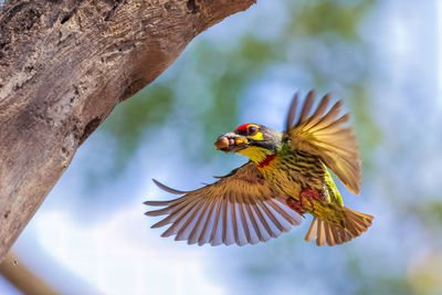 Bird.coppersmith barbet flying for feeding to baby bird at hollow tree trunk in a nature wild