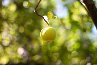 Close-up of fruits on branch