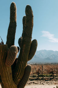 Close-up of big cactus