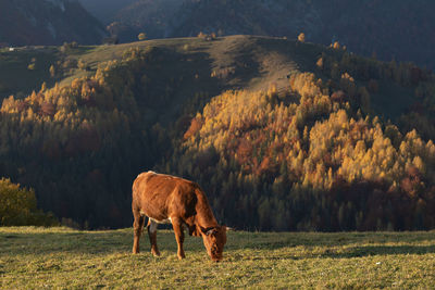 Horses grazing in a field