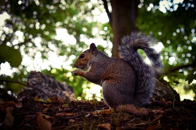 Side view of squirrel on tree