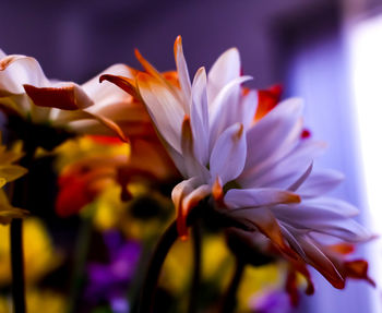 Close-up of flowers blooming outdoors