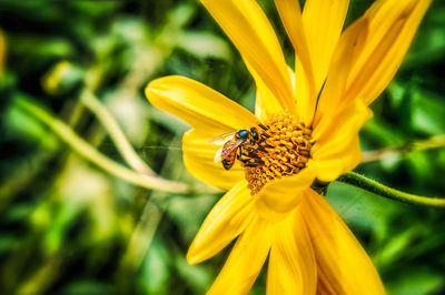 Close-up of bee pollinating on yellow flower