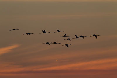 Silhouette of flamingos flying against sky during sunset