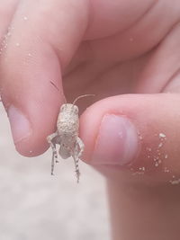 Close-up of hand holding leaf