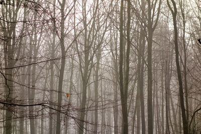 Bare trees in forest against sky