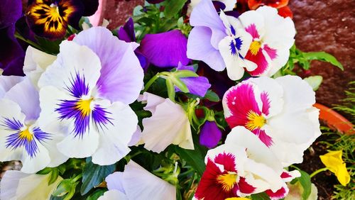 Close-up of purple flowers blooming outdoors