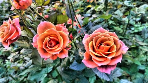 Close-up of roses blooming outdoors