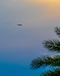 Silhouette of bird flying in sky