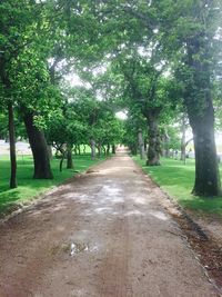 Road passing through trees