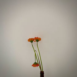 Close-up of flowering plant in vase against white background