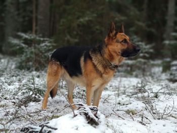 Dog looking away on snow covered land