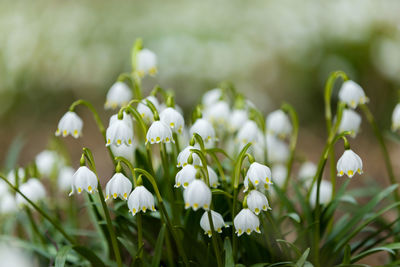 Close-up of white flowering plant