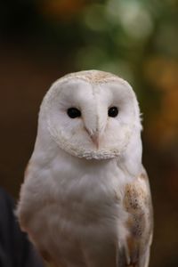 Close-up portrait of owl