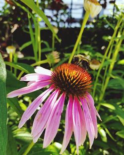 Close-up of honey bee on coneflower