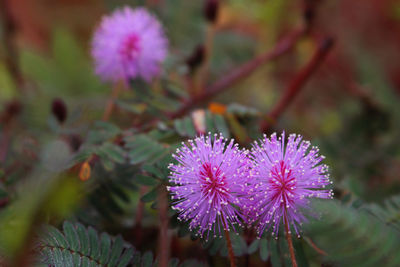 Close-up of purple flowering plant