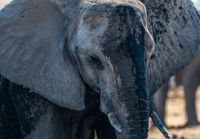 The elephant in namibia