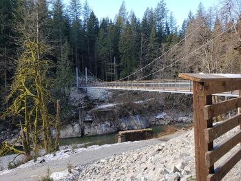 Trees growing by stream in forest during winter