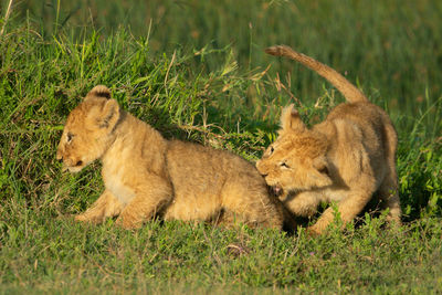 Lion cub clings to branch