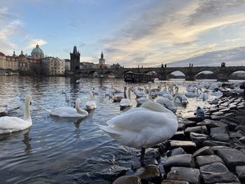 Swans and ducks in lake against sky