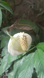 Close-up of white flowering plant