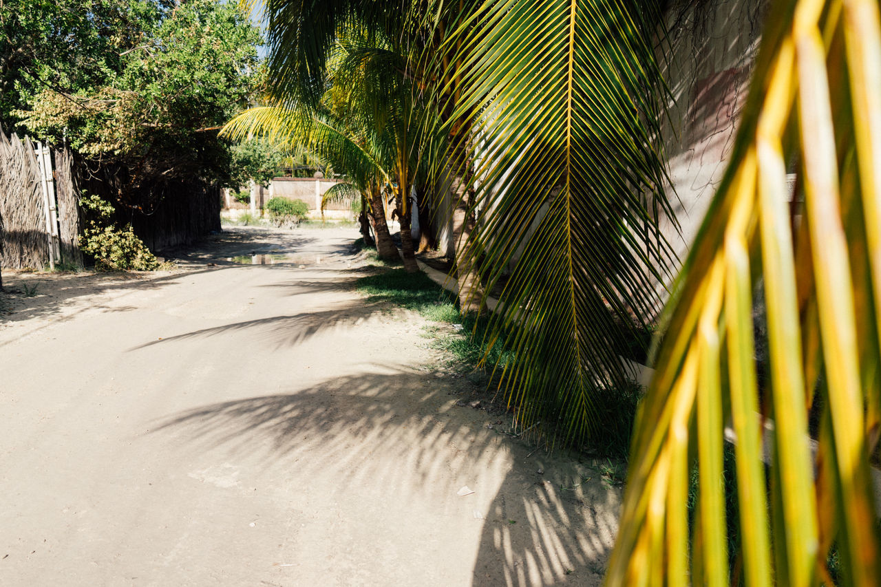 plant, tree, palm tree, nature, tropical climate, green, growth, sunlight, no people, beauty in nature, day, yellow, leaf, grass, outdoors, tranquility, the way forward, land, footpath, shadow, road, tropics, tranquil scene, water, scenics - nature, transportation, architecture, palm leaf, flower