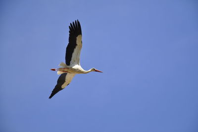 Low angle view of bird flying against clear blue sky