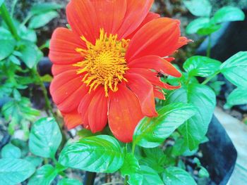 Close-up of red flower