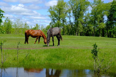 Horses in a field