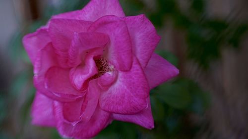 Close-up of pink rose flower