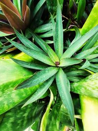 High angle view of succulent plant