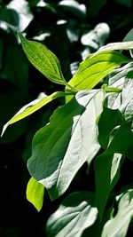 Close-up of white leaves on plant