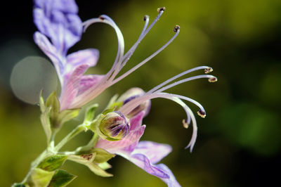 Close-up of purple flowering plant