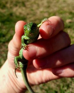 Close-up of hand holding leaf