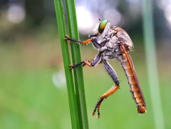 Close-up of spider