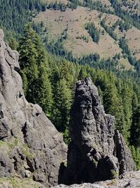 Trees growing on mountain