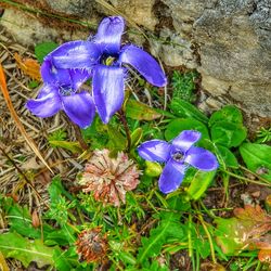 Close-up of blue iris flower