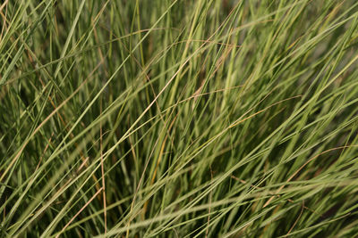 Full frame shot of tall grass